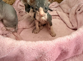 Beautiful Sphynx kittens