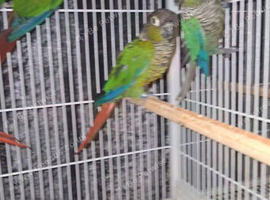 Conures