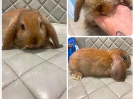 5 mini lops all girls