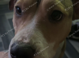 Female Staffy