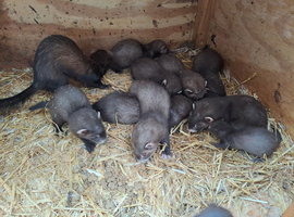 Ferret kits for sale...........