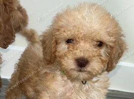 8 weeks old girl cockapoo puppy