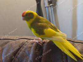 Handreared kakariki
