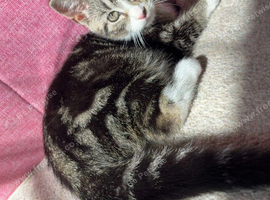 tabby kitten