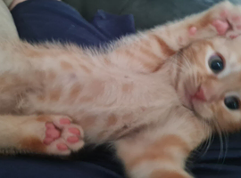Beautiful 8 week old kittens