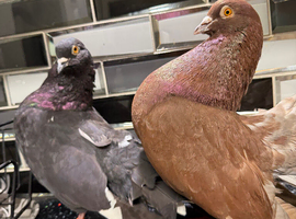 Fancy pigeons