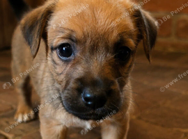Ready to go stunning Jack Russel pups