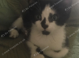 9week old kittens ready for forever homes together.