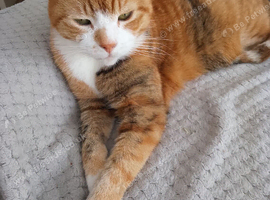 Tilly 14 years