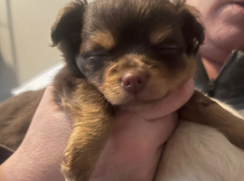 Chihuahua puppies. Long haired. White (girl) and chocolate brown(boy )