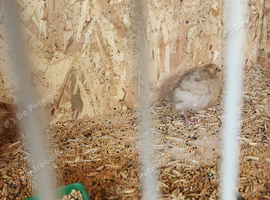 Japanese quail young and adults available