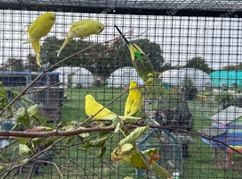 Budgies for sale