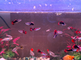Guppies