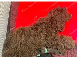 Toy poodles