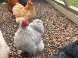 Pekin bantams / hybrid chickens (blue green brown)