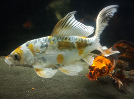 2 Butterfly carp