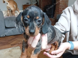 Puppy dachound 8 week old girl