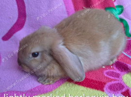 2 beautiful boy mini lops 9 weeks old