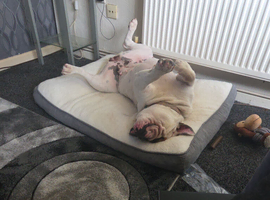 English bulldog