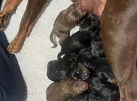 Beautiful Full Doberman Puppies &ndash; Ready from 8 Weeks
