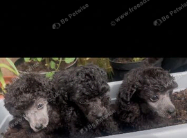 SILVER TOY POODLE PUPPIES