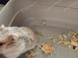 Hamster and cage and food