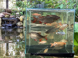 Koi, goldfish, Rudd, Etc