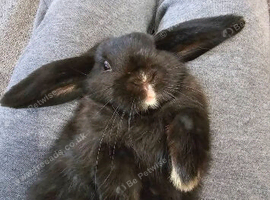 Oreo the rabbit
