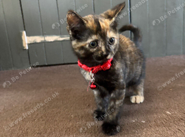 2 female kittens available and ready to go