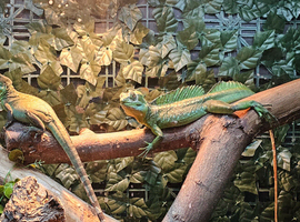 Pair of green basilisk