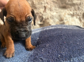 Rhodesian Ridgeback KC puppies