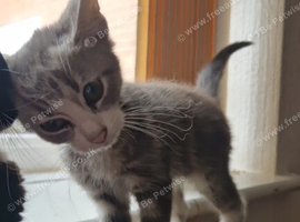 Beautiful Gray tabby and white Female kitten