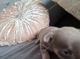 Chihuahua puppies for sale