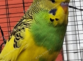 Baby budgies