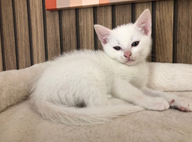 9 week old male khao manee kitten