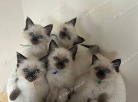 Ragdoll Kittens