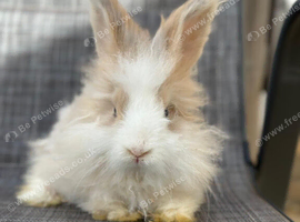 Angora bunnies