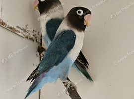 2 pair of lovebirds