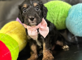 Stunning litter of cockapoo puppies