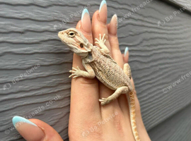 Bearded Dragons (Nipped tails) at Birmingham Reptiles