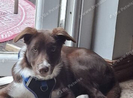 Collie dog for sale