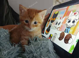 5 kittens