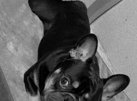 Beautiful kc registered French bulldog for stud