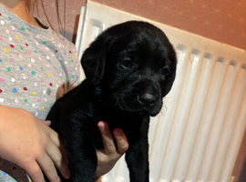 Labrador Puppies