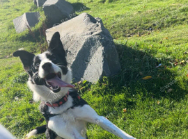 3 y/o Border Collie (Gracie)