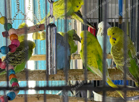 Baby budgies Glasgow