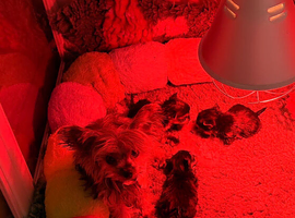 Last teacup Yorkshire terrier boy
