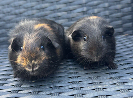 2 female black and gold guinea pigs