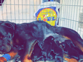 10 rottweiler puppies for 7 girls and 3 boys