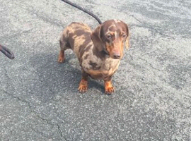 Dapple miniature girl 4 years old